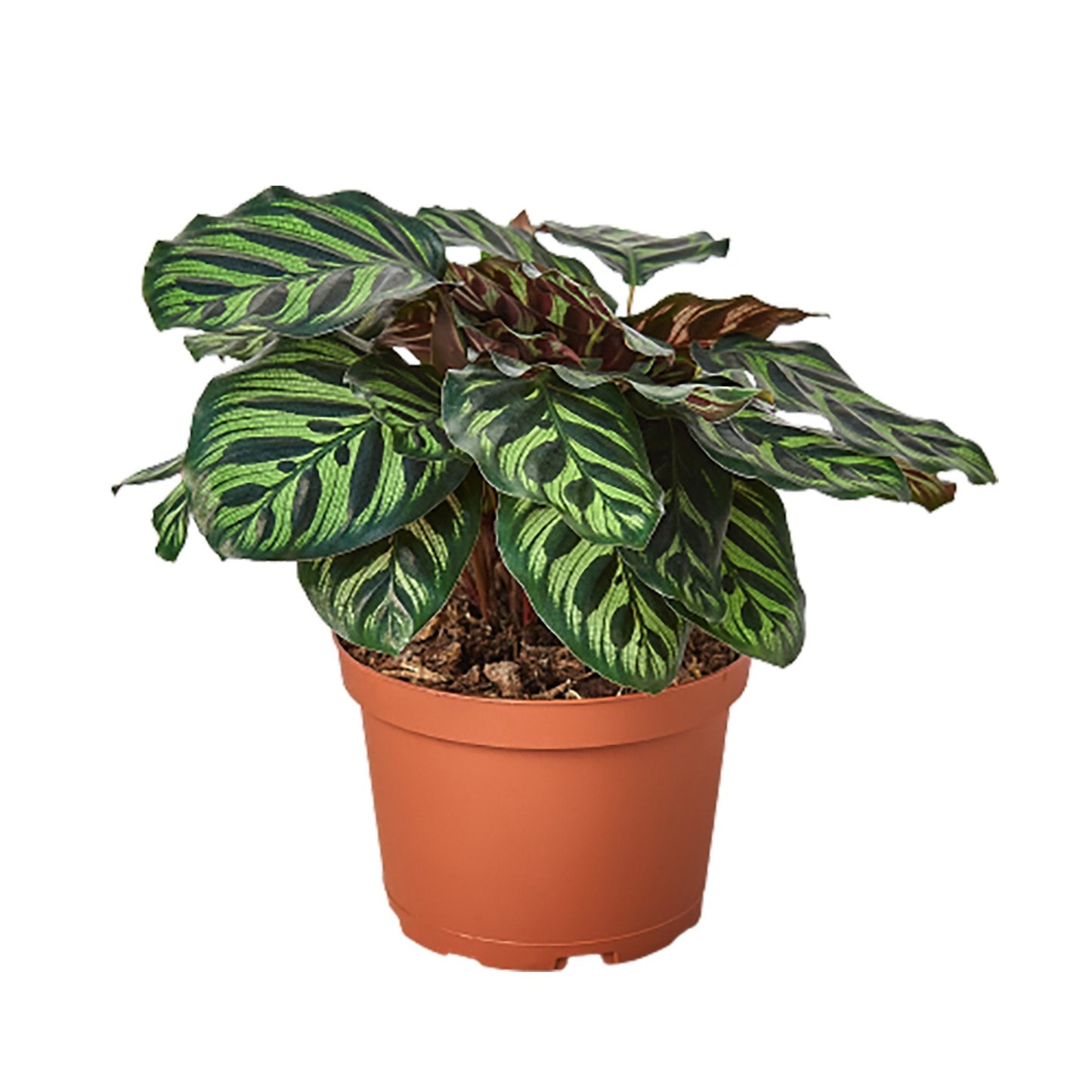 Calathea 'Makoyana' Peacock Plant Live Plant