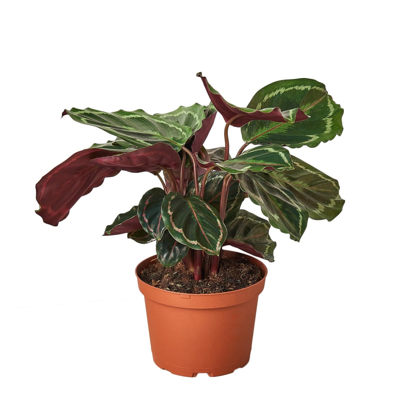 Calathea Roseopicta 'Medallion' Peacock Plant Live Plant