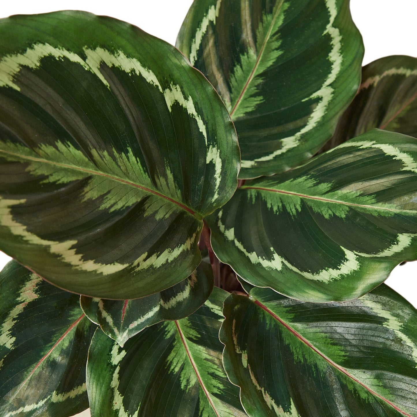 Calathea Roseopicta 'Medallion' Peacock Plant Live Plant