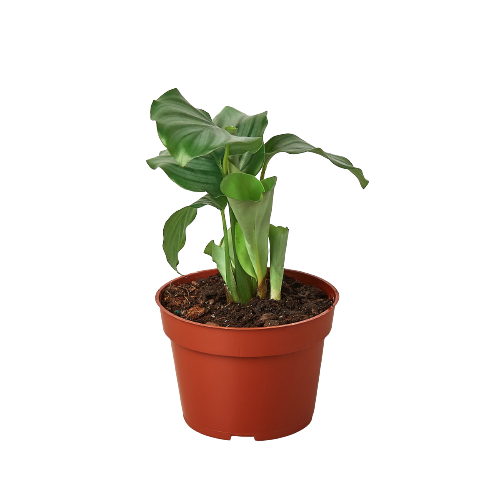 Calathea 'Orbifolia' Peacock Plant Live Plant