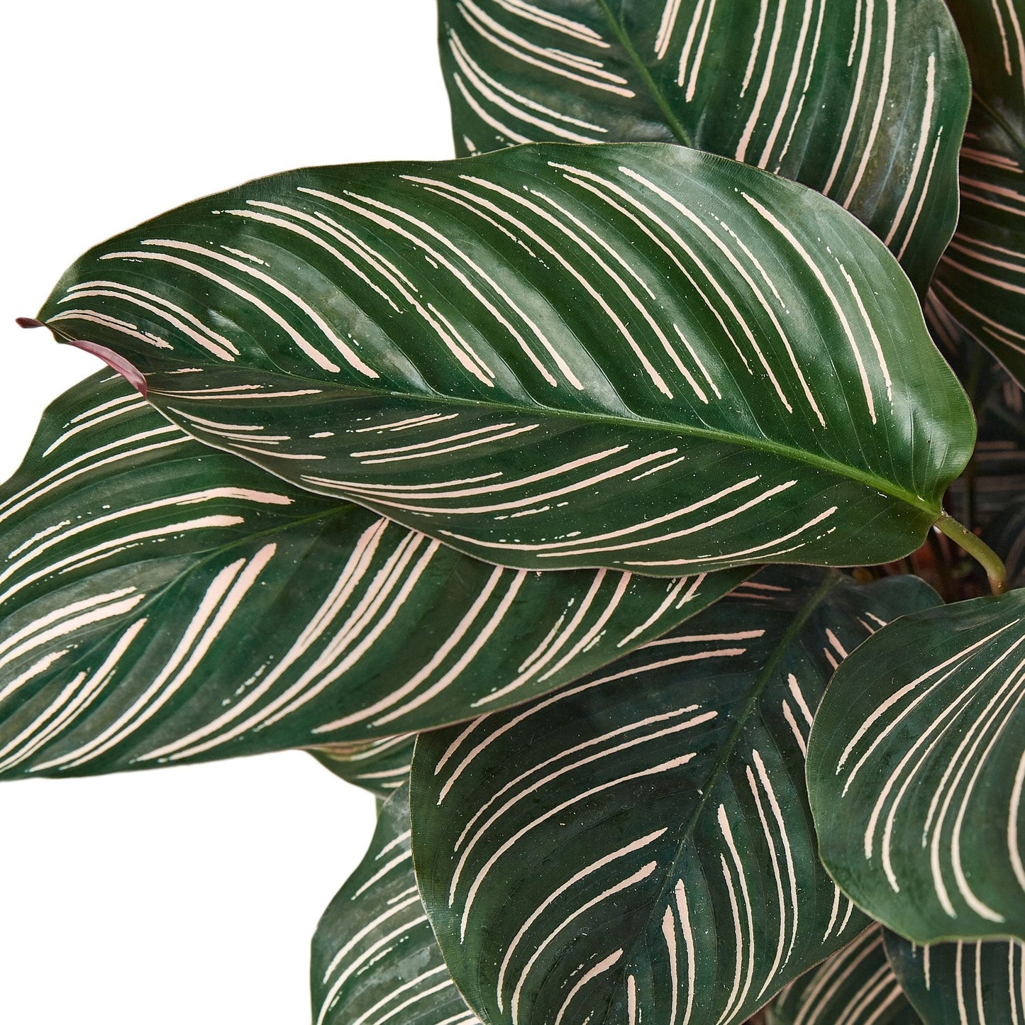 Calathea 'Ornata' Peacock Plant Live Plant