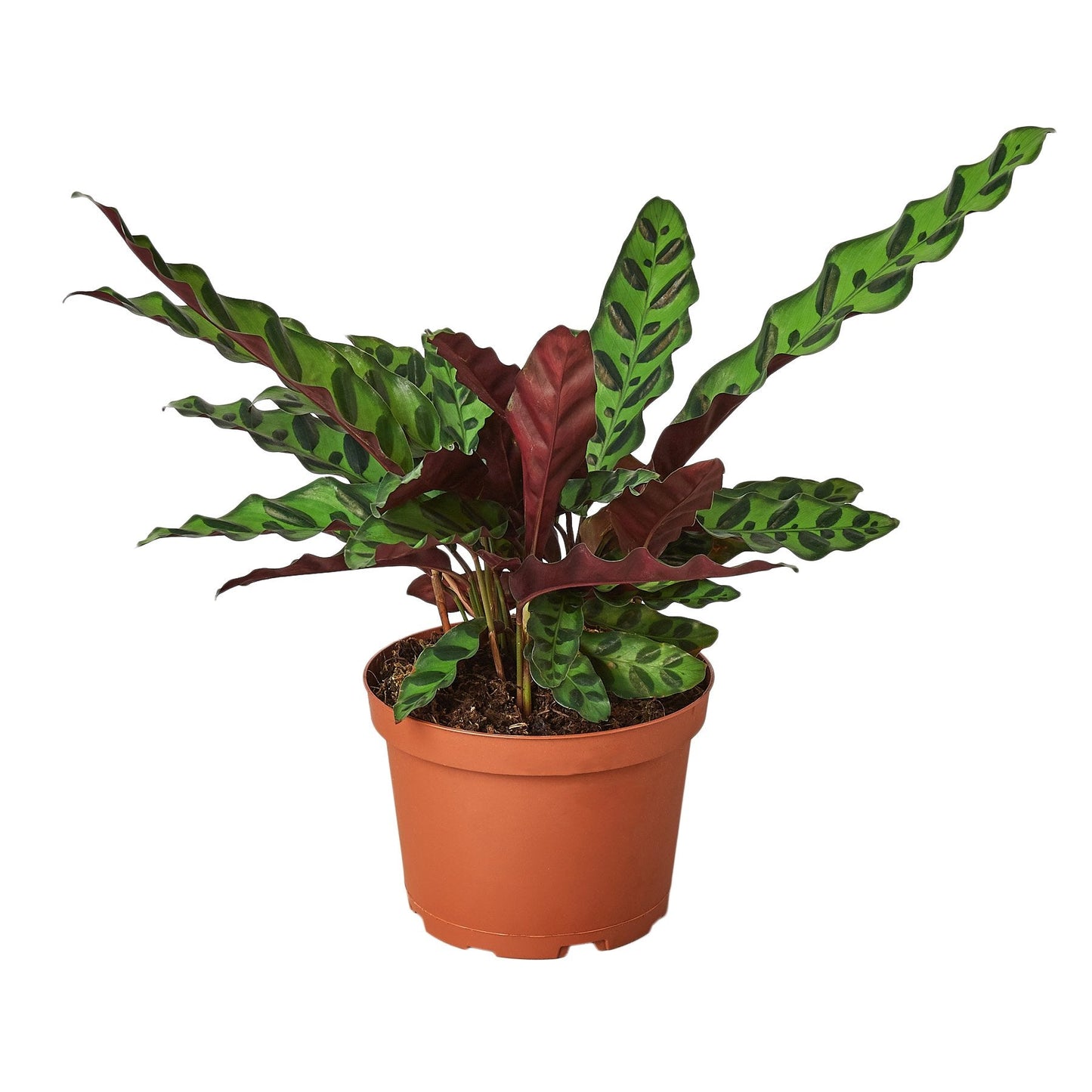 Calathea Lancifolia 'Rattlesnake' Peacock Plant Live Plant