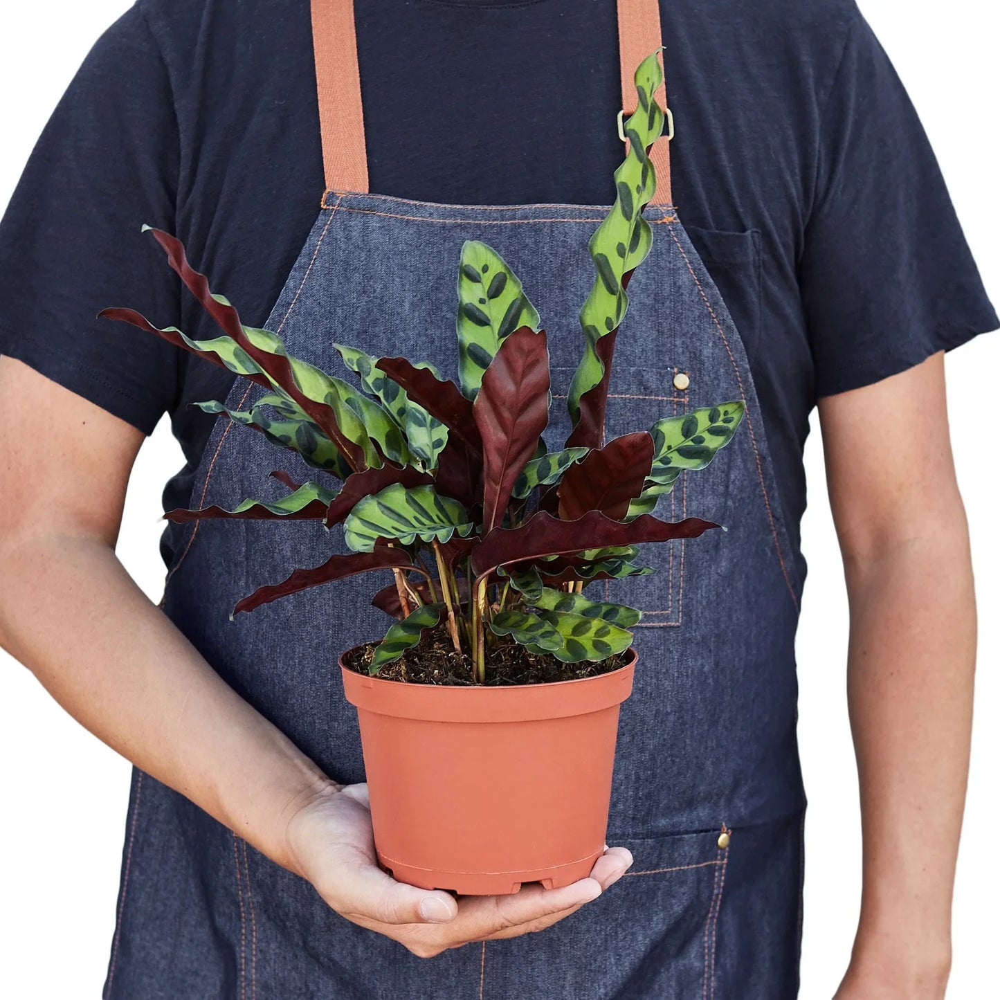 Calathea Lancifolia 'Rattlesnake' Peacock Plant Live Plant