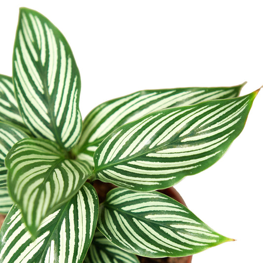 Calathea 'Vittata' Peacock Plant Live Plant