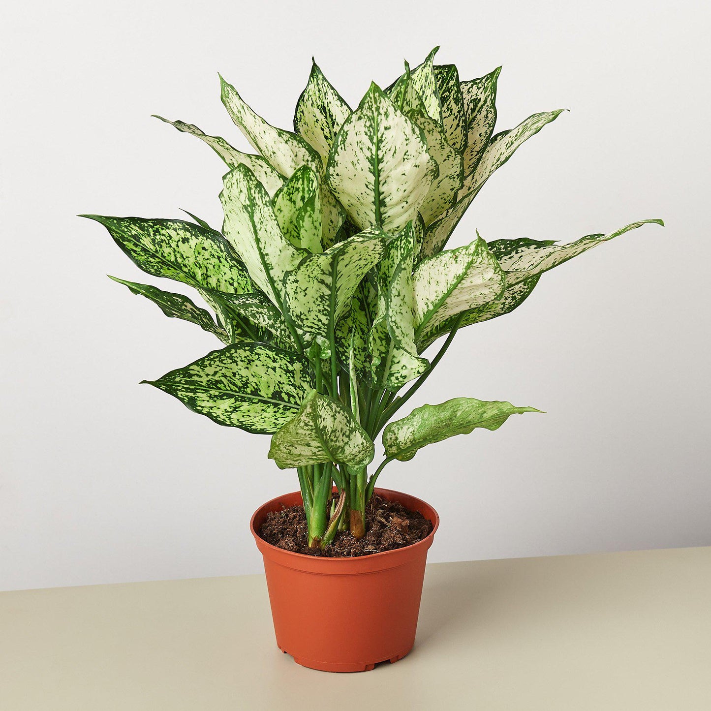 Aglaonema First Diamond Chinese Evergreen Siam Snow White Live Plant