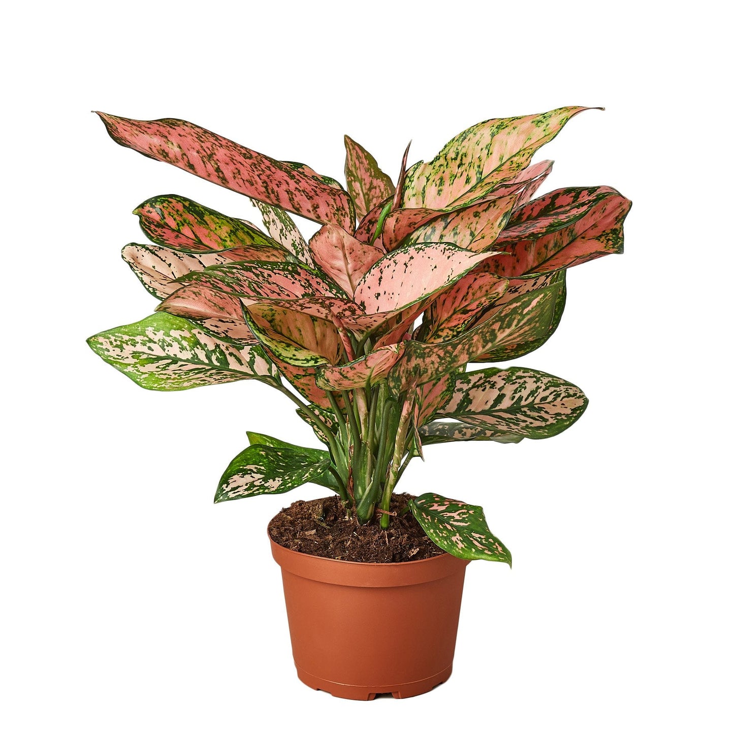 Aglaonema Lady Valentine Chinese Evergreen Live Plant