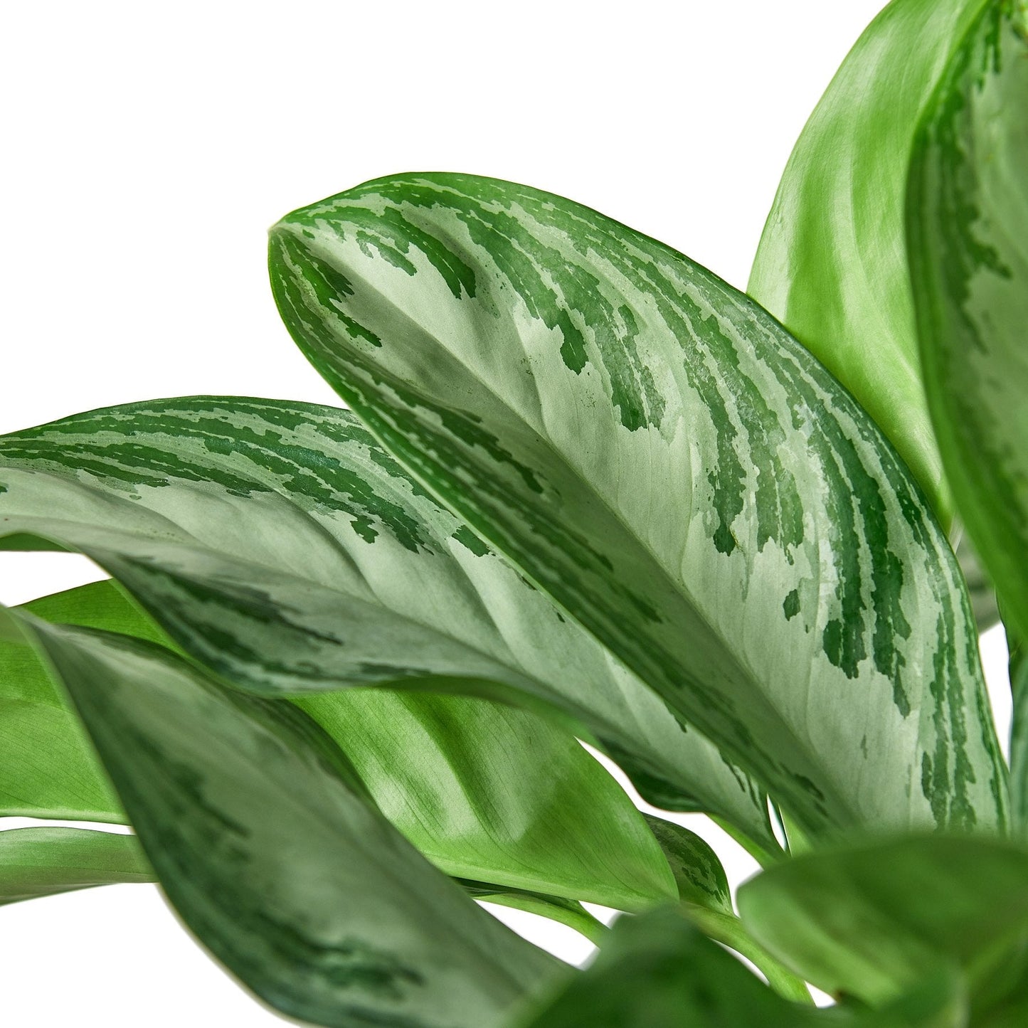 Aglaonema Silver Bay Chinese Evergreen Live Plant