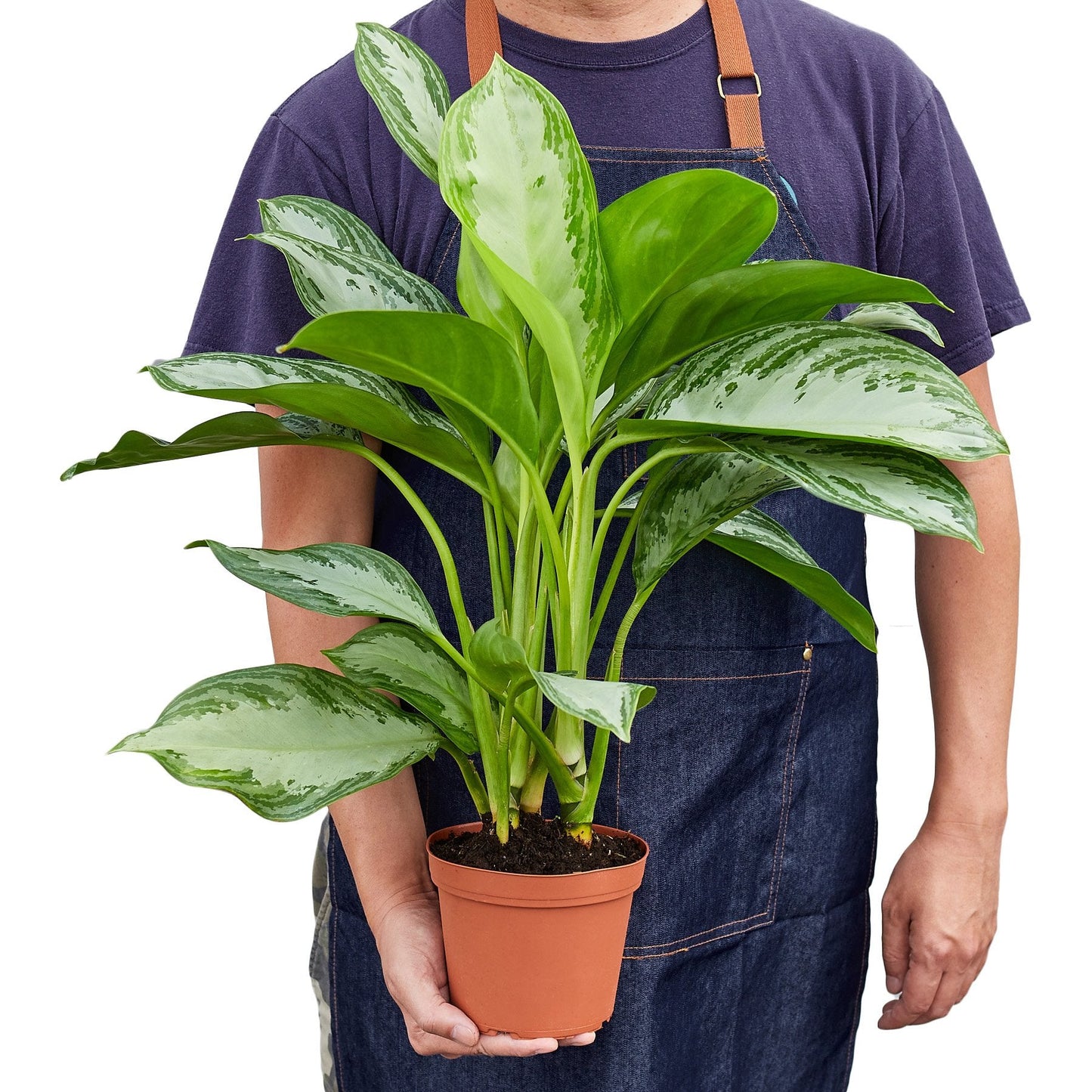 Aglaonema Silver Bay Chinese Evergreen Live Plant