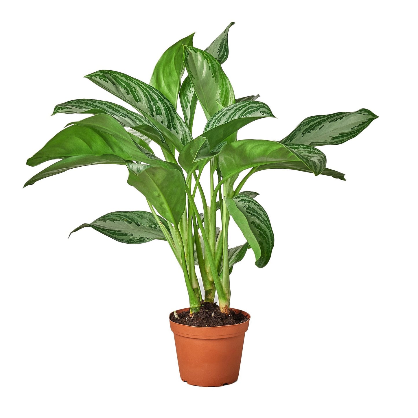 Aglaonema Silver Bay Chinese Evergreen Live Plant