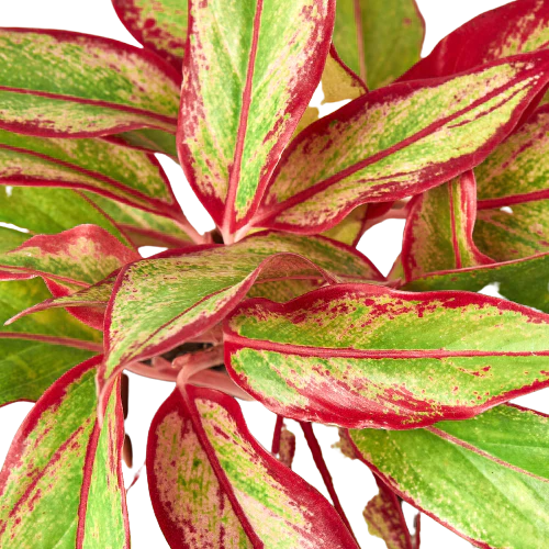 Aglaonema Red Siam Chinese Evergreen Live Plant