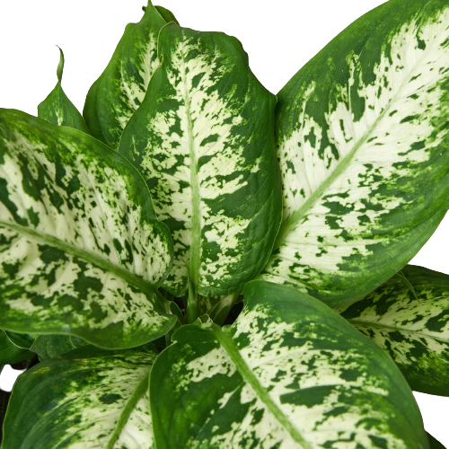 Dieffenbachia Tropic Snow Dumb Cane Live Plant