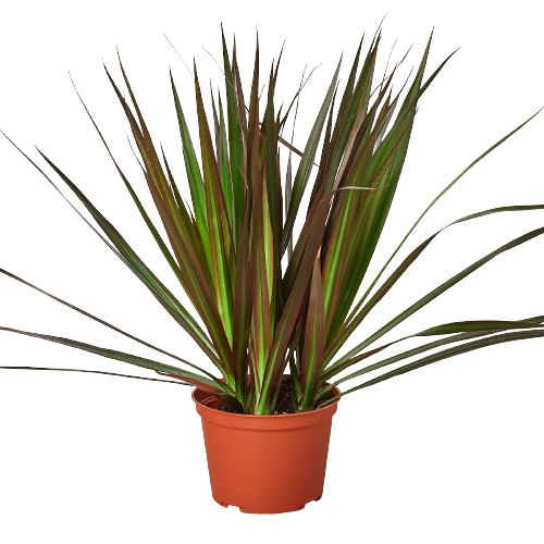 Dracaena Marginata Magenta Dragon Tree Live Plant