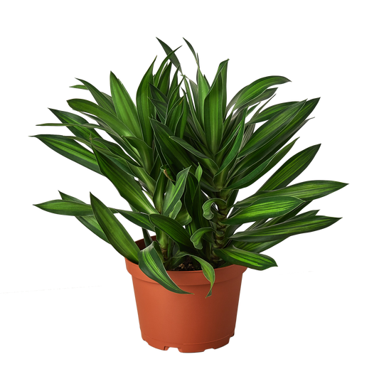 Dracaena Song of Jamaica Dragon Tree Dracaena Reflexa Live Plant