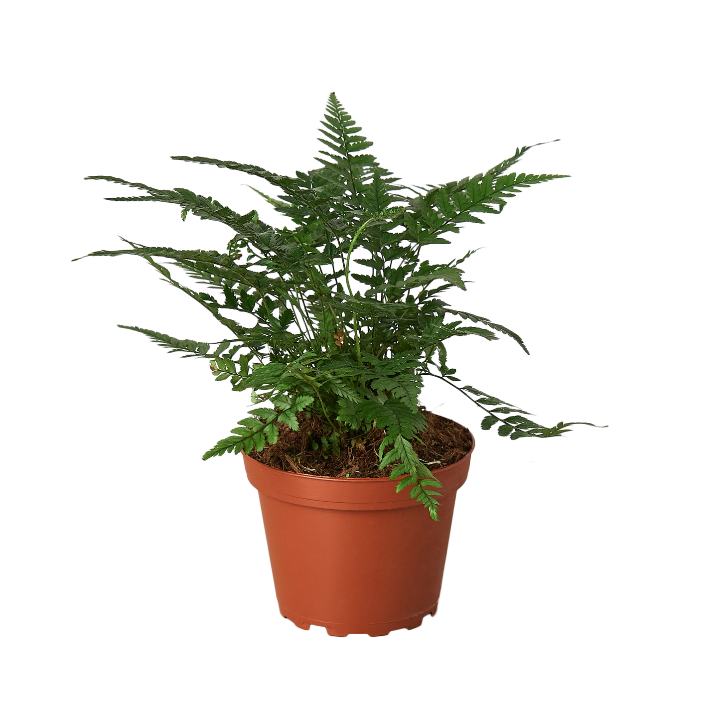 Fern Korean Rock 4" Pot Live Plant