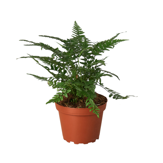 Fern Korean Rock 4" Pot Live Plant