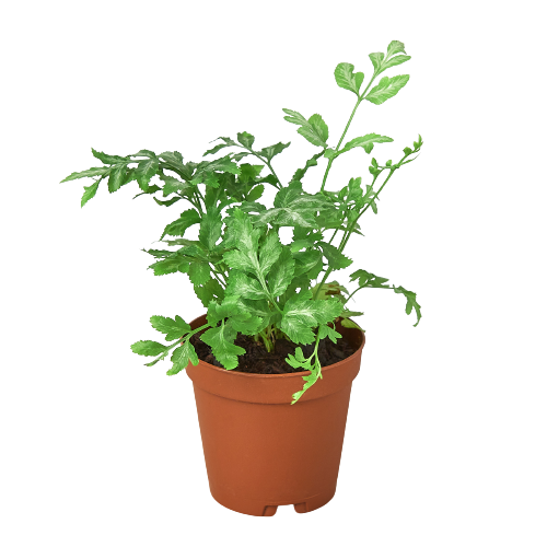 Fern 'Silver Lace' 4" Pot Live Plant