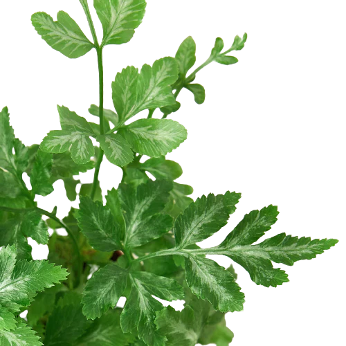 Fern 'Silver Lace' 4" Pot Live Plant