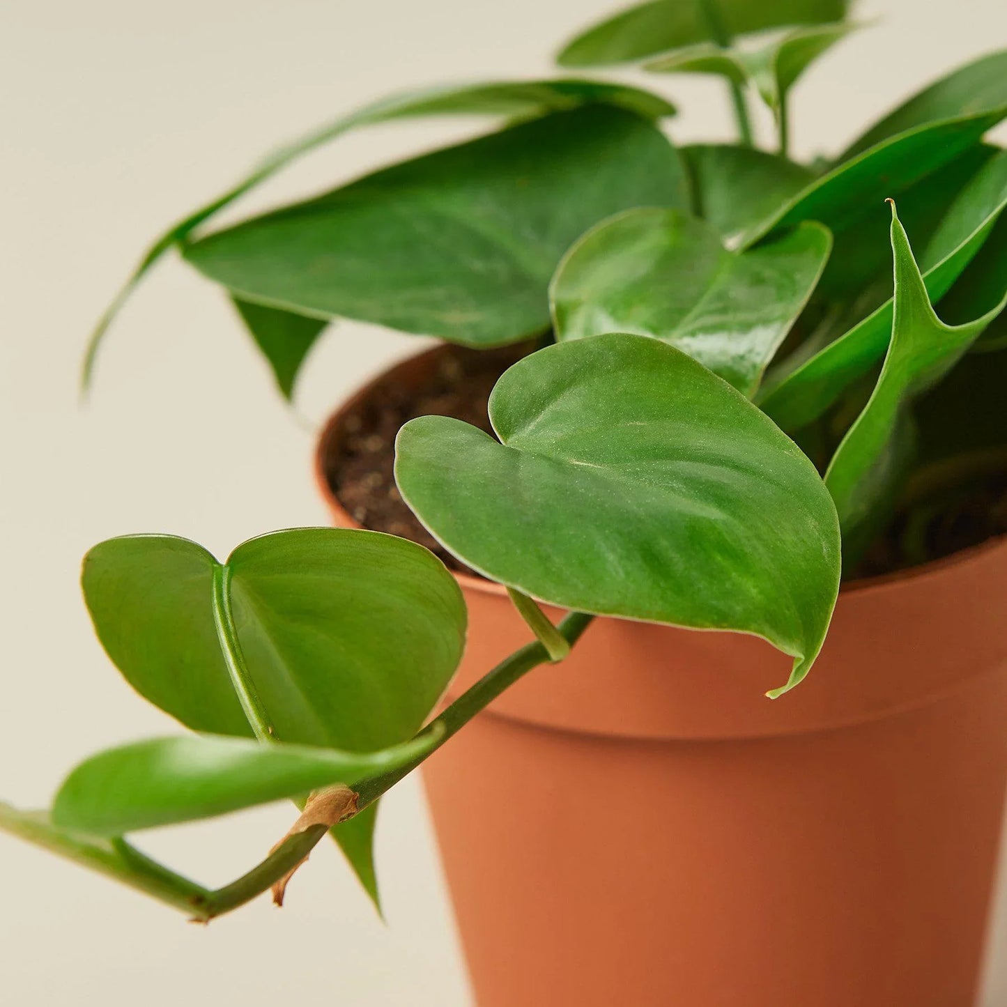 Philodendron Cordatum Heartleaf Live Plant Multiple Sizes Available