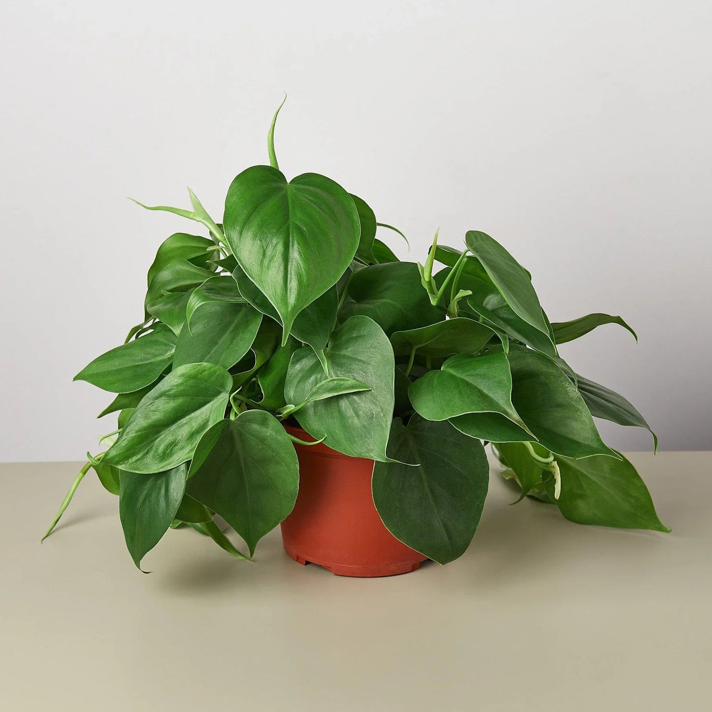 Philodendron Cordatum Heartleaf Live Plant Multiple Sizes Available