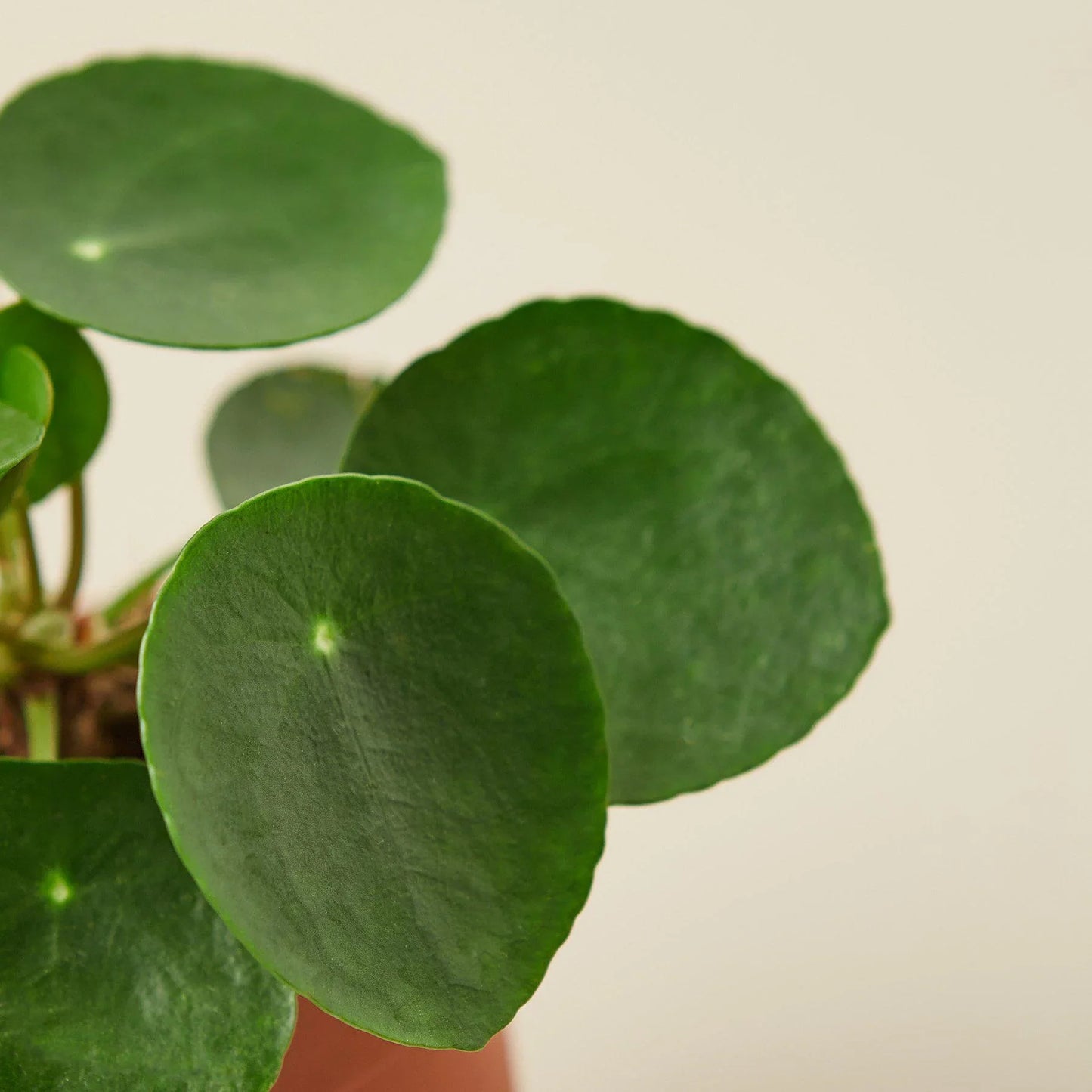 Pilea Peperomioides Chinese Money Live Plant Multiple Sizes Available