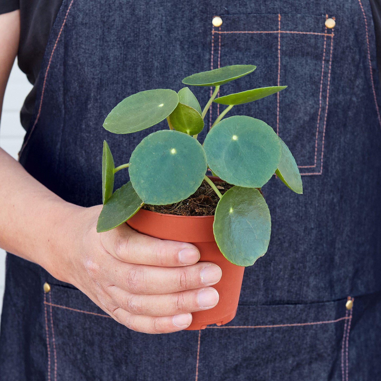 Pilea Peperomioides Chinese Money Live Plant Multiple Sizes Available