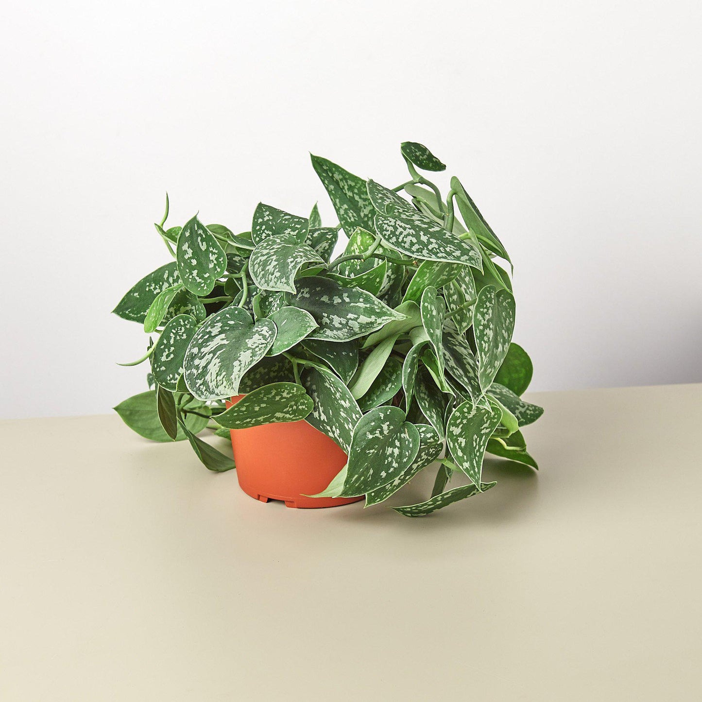 Pothos Satin Scindapsus Argyraeus Pictus Silver Vine Live Plant Multiple Sizes Available