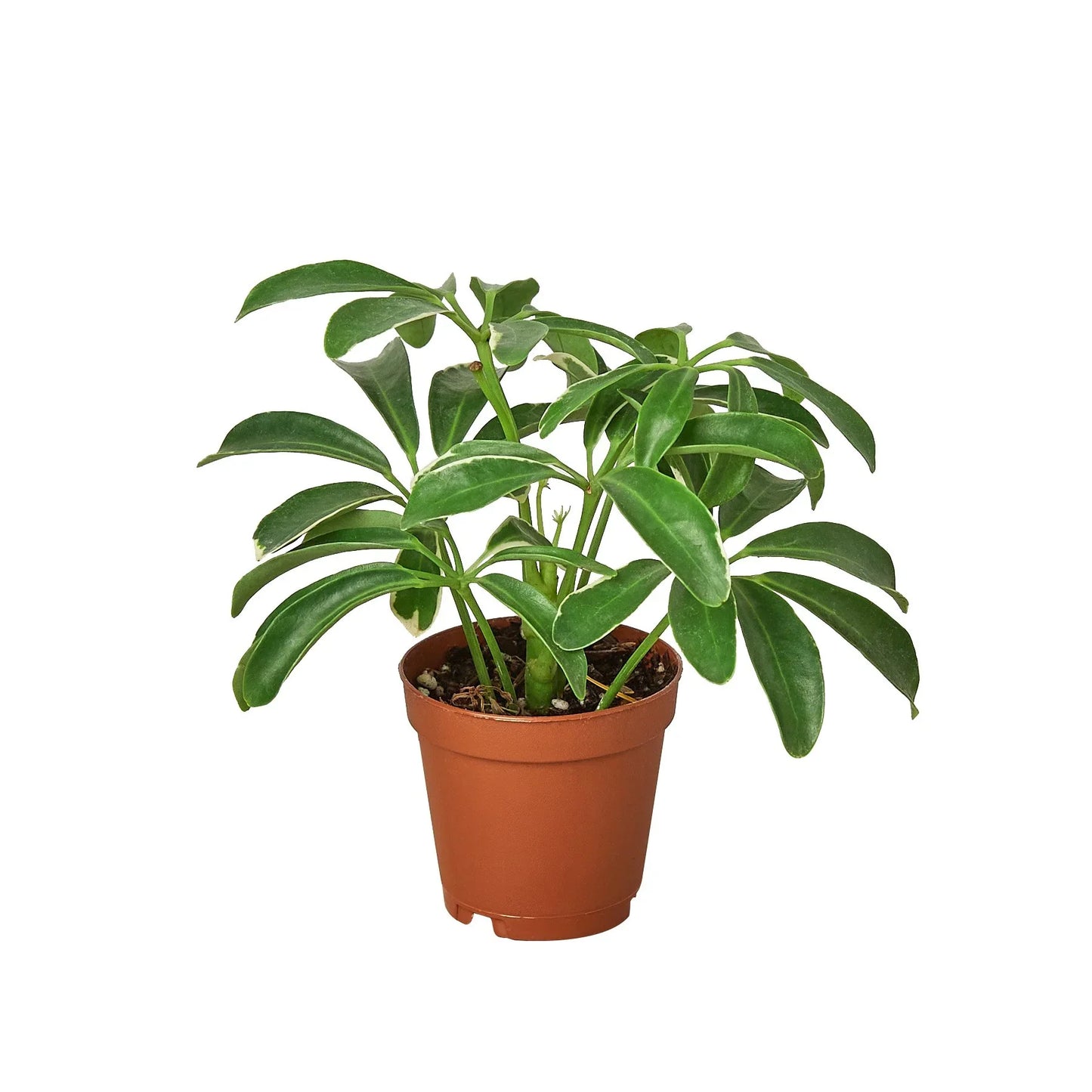 Schefflera Arboricola Dwarf Umbrella Tree Live Plant Multiple Sizes Available