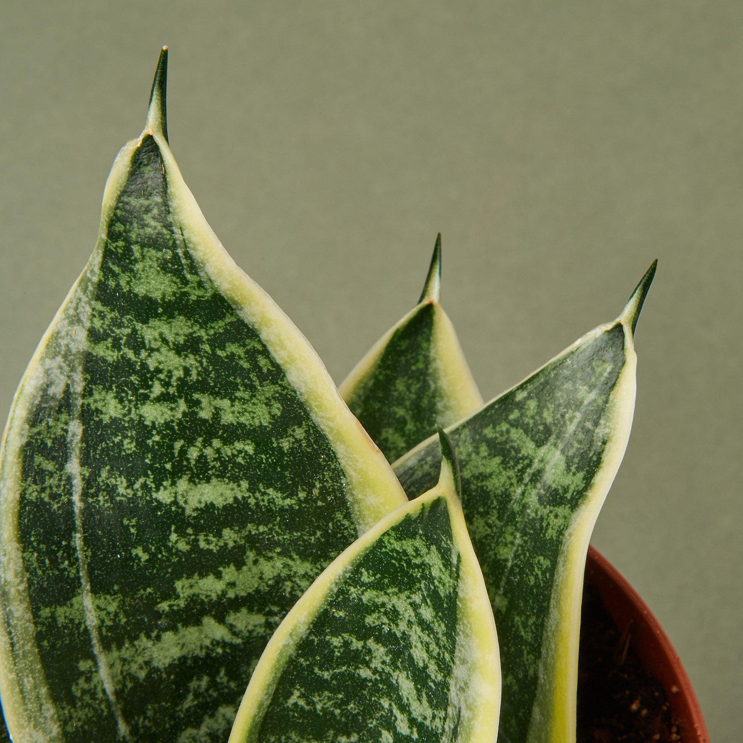 Sansevieria Laurentii Dwarf Snake Plant Live Plant Multiple Sizes Available