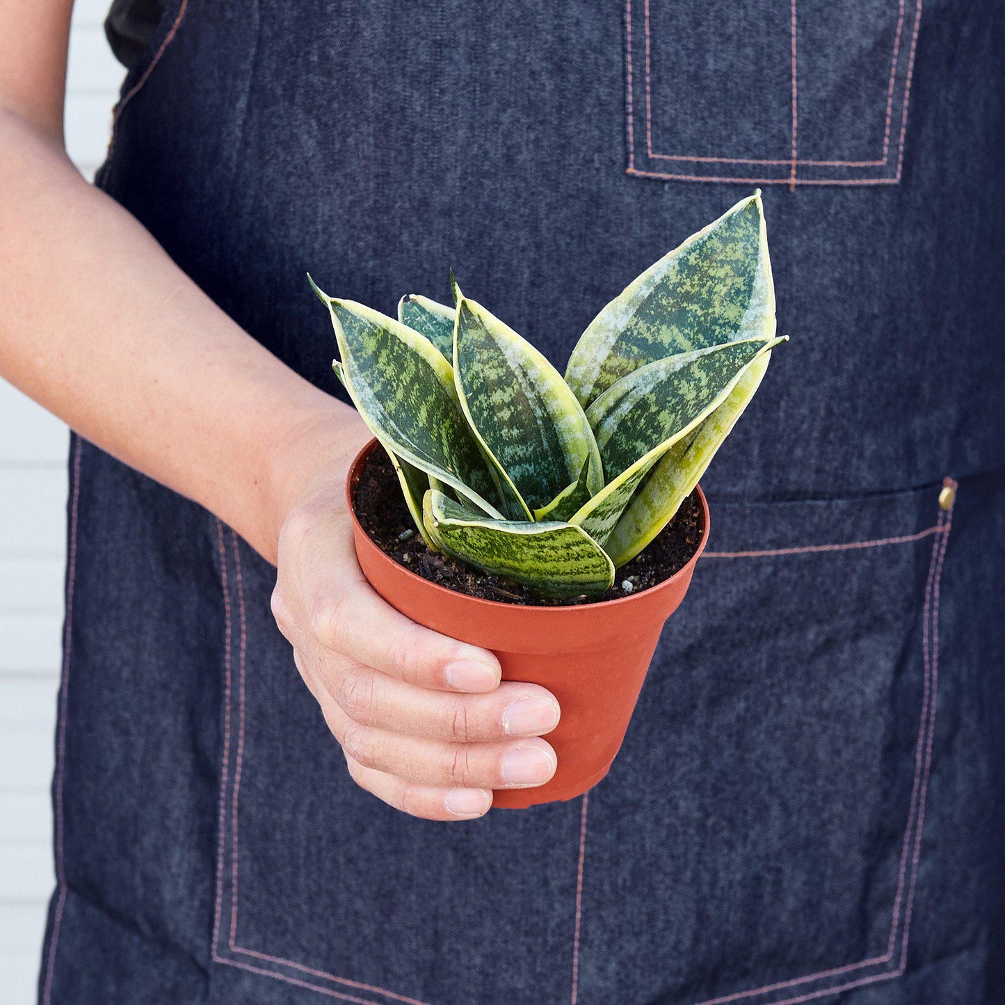 Sansevieria Laurentii Dwarf Snake Plant Live Plant Multiple Sizes Available