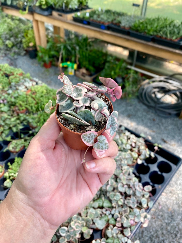 String of Heart Variegated Ceropegia Woodii Succulent 2" Pot Live Plant