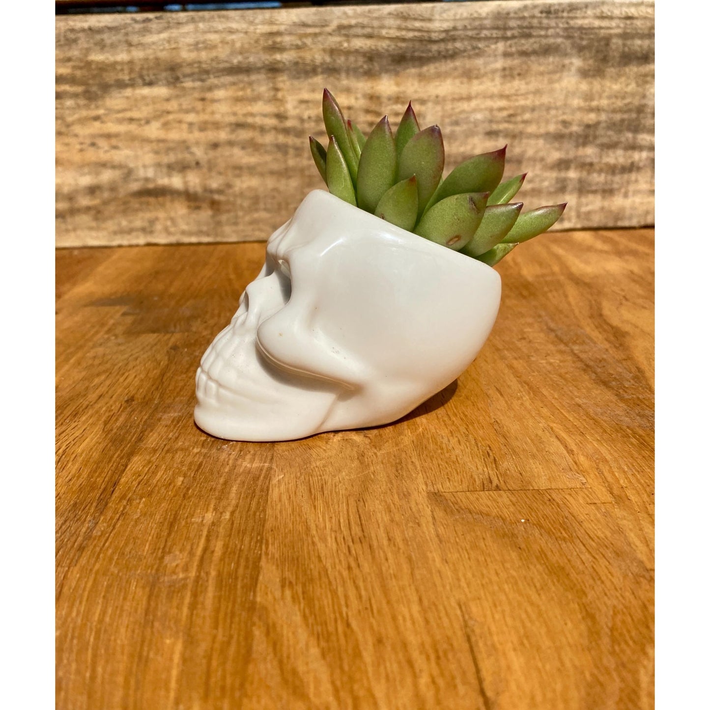 Small Skull with Potted 2" Succulent