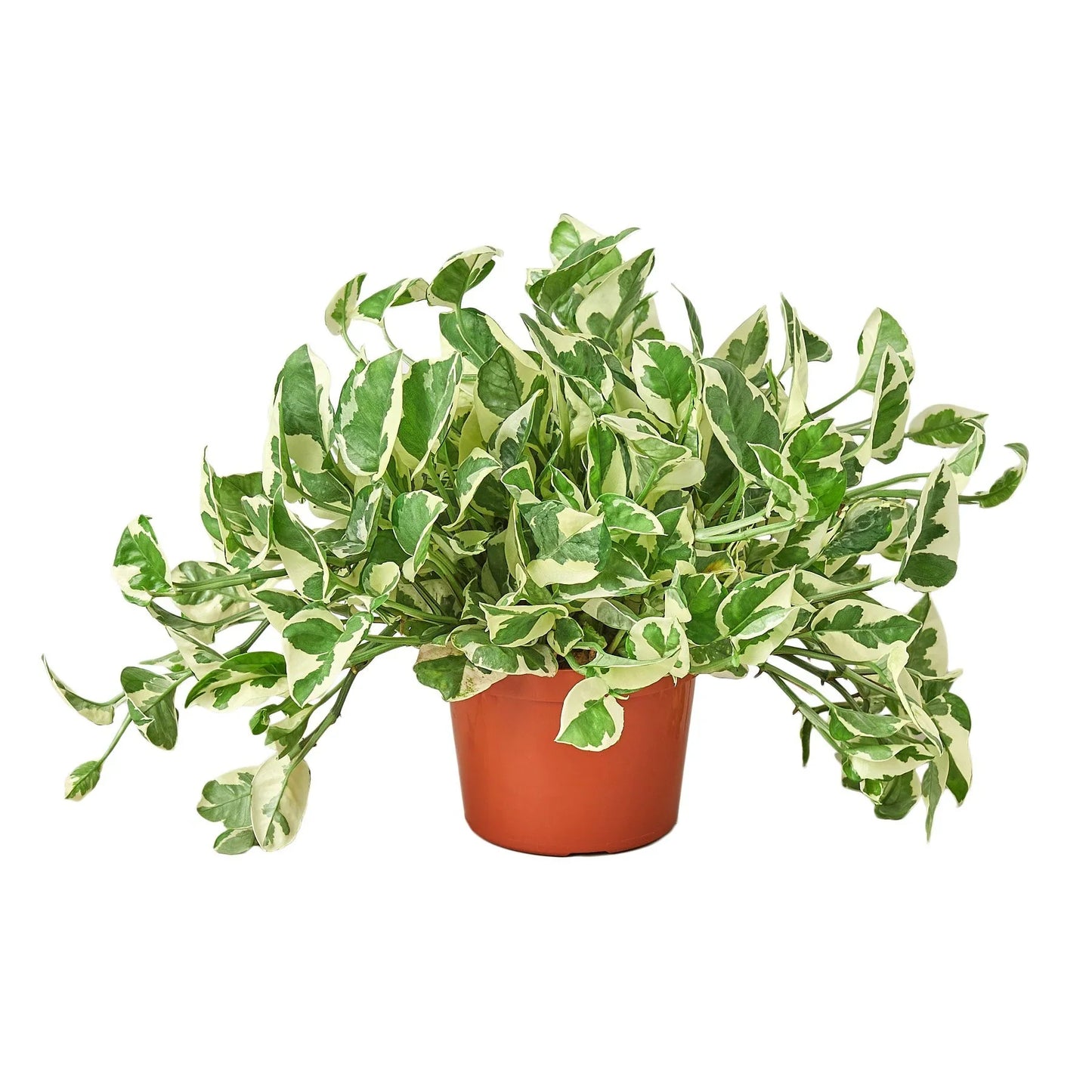 Pothos N'joy Epipremnum Aureum Devil's Ivy Live Plant Multiple Sizes Available