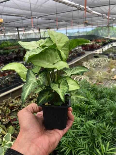 Syngonium White Butterfly