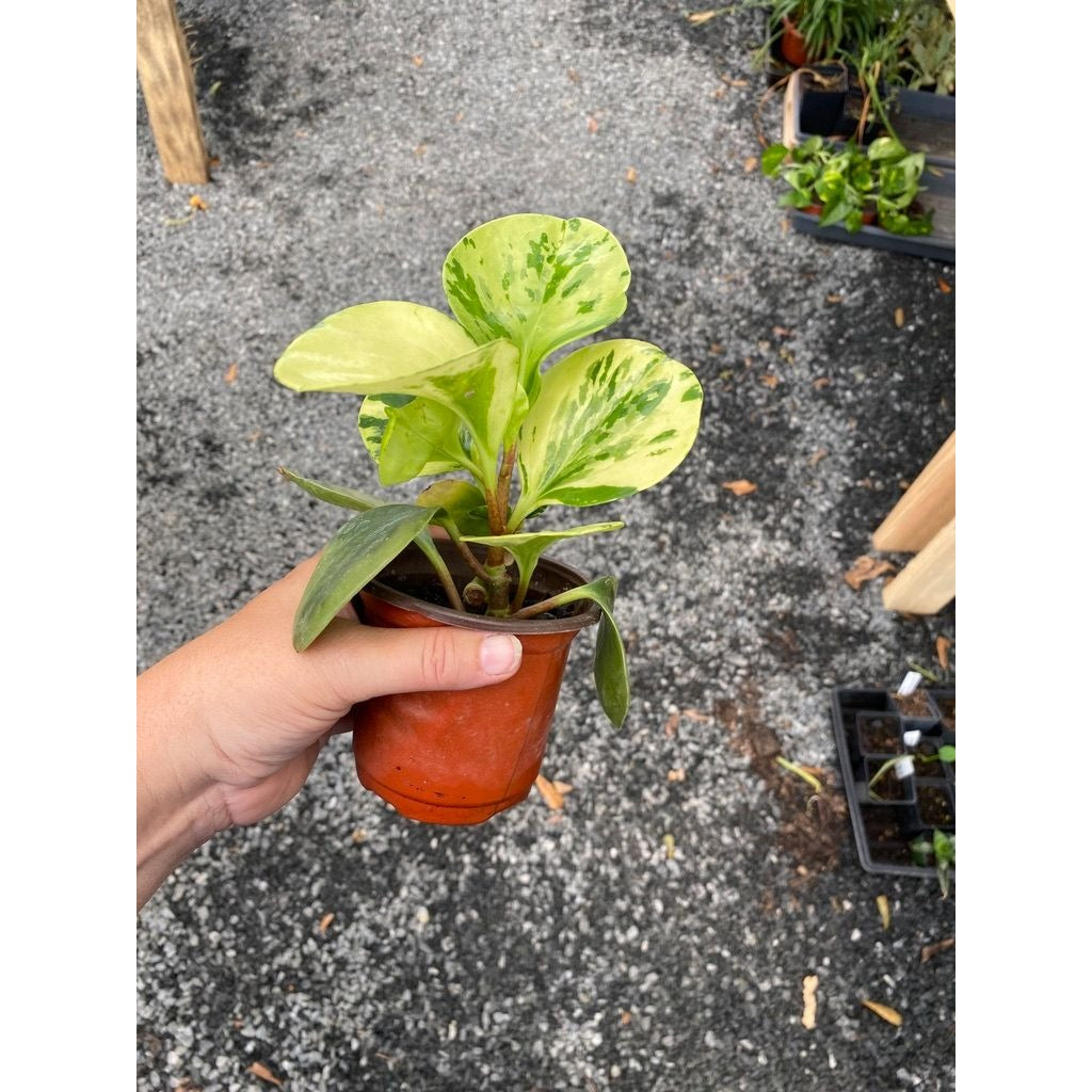 Peperomia Marble 4 Inch Pot Live Plant