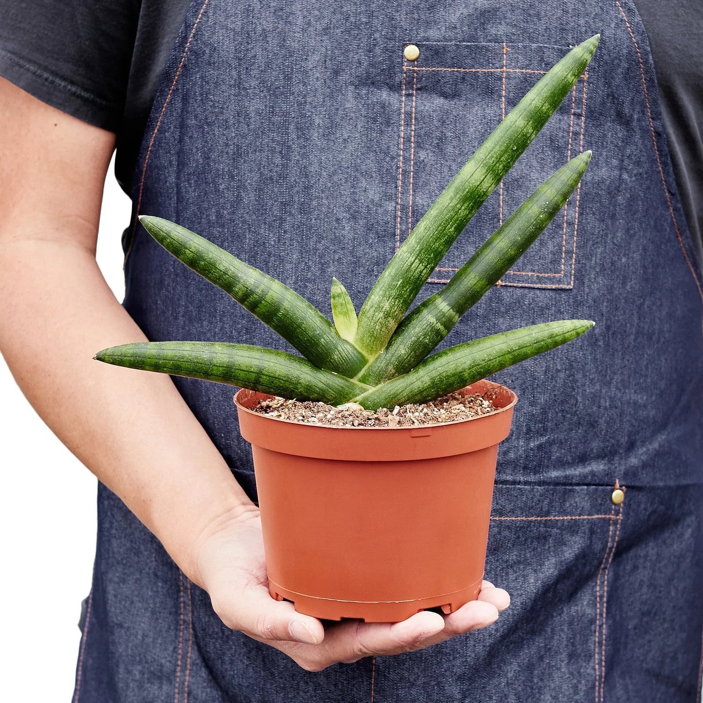 Sansevieria Starfish Snake Plant Live Plant Multiple Sizes Available