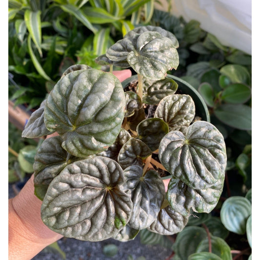 Peperomia Caperata Radiator Plant Emerald Green Ripple 4 Inch Pot Live Plant