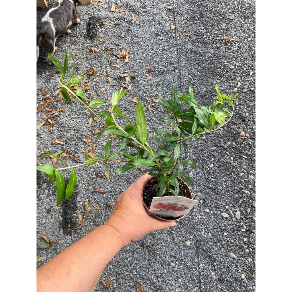 Patio Fruit Dwarf Barbados Cherry Tree Edible Fruit 4" Pot Live Plant