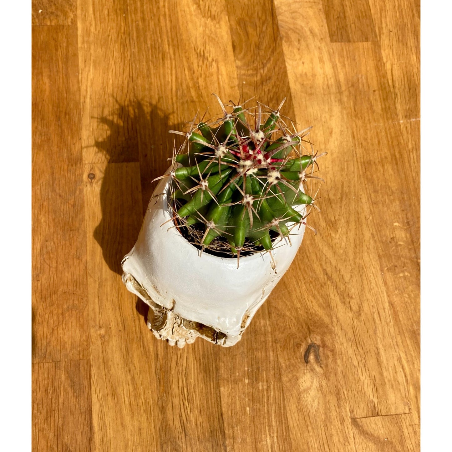 Skull Planter Medium Size with Devil's Tongue Cactus Ferocactus latispinus Live Plant