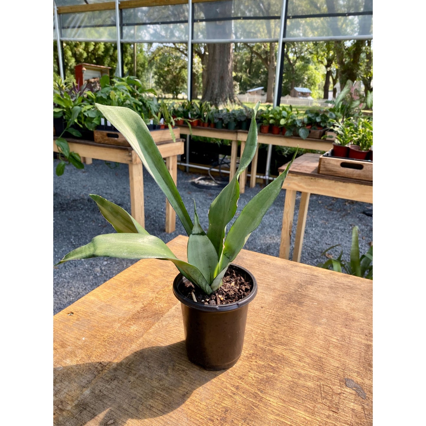 Sansevieria Moonshine Snake Plant 4" Pot Live Plant