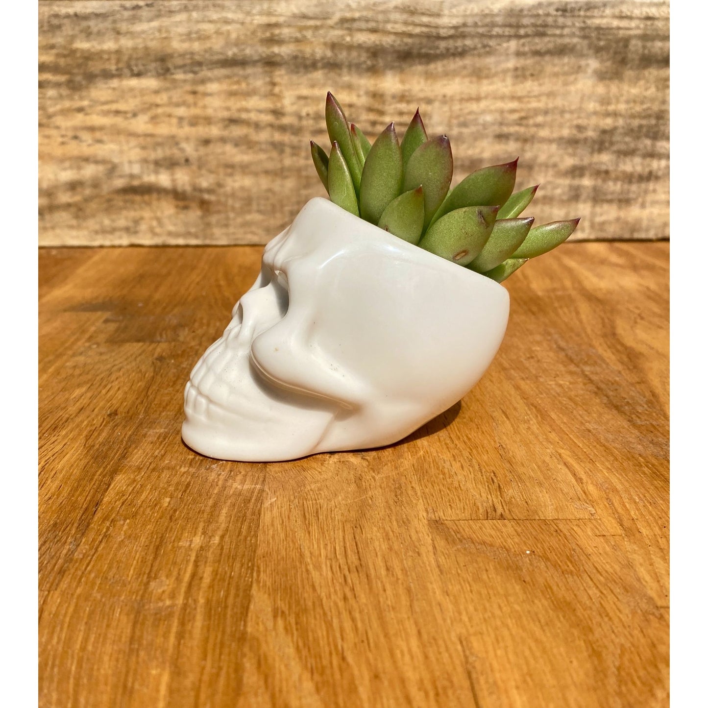 Small Skull with Potted 2" Succulent