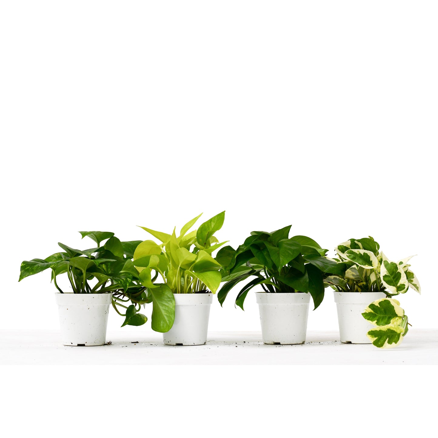 Pothos Four Different Plant 4" Pots Live Plants