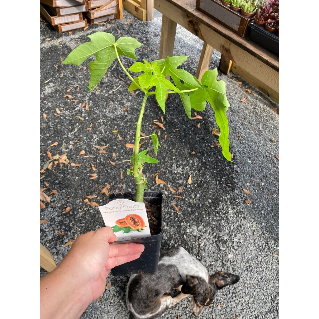 Patio Fruit Dwarf Red Lady Papaya Tree 4" Pot Live Plant