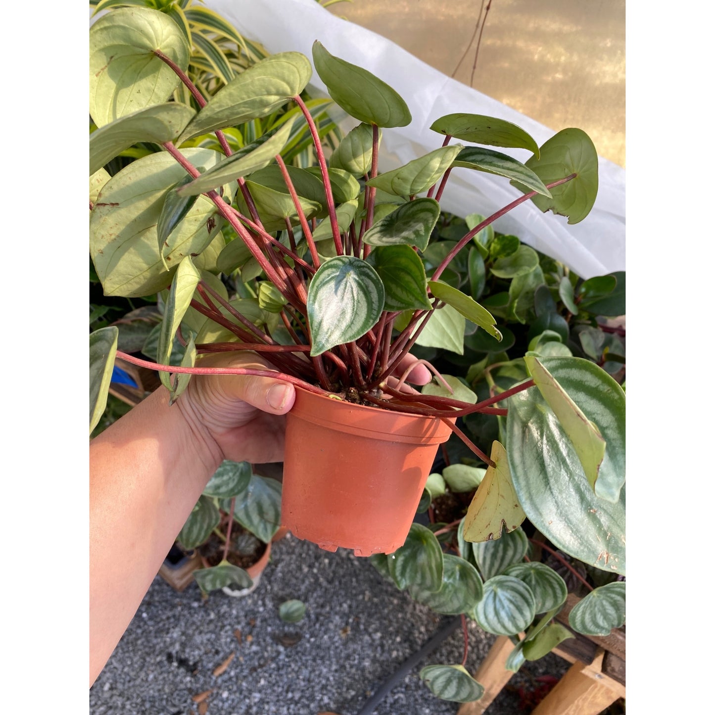 Peperomia Argyreia Watermelon Baby Rubberplant 4 Inch Pot Live Plant