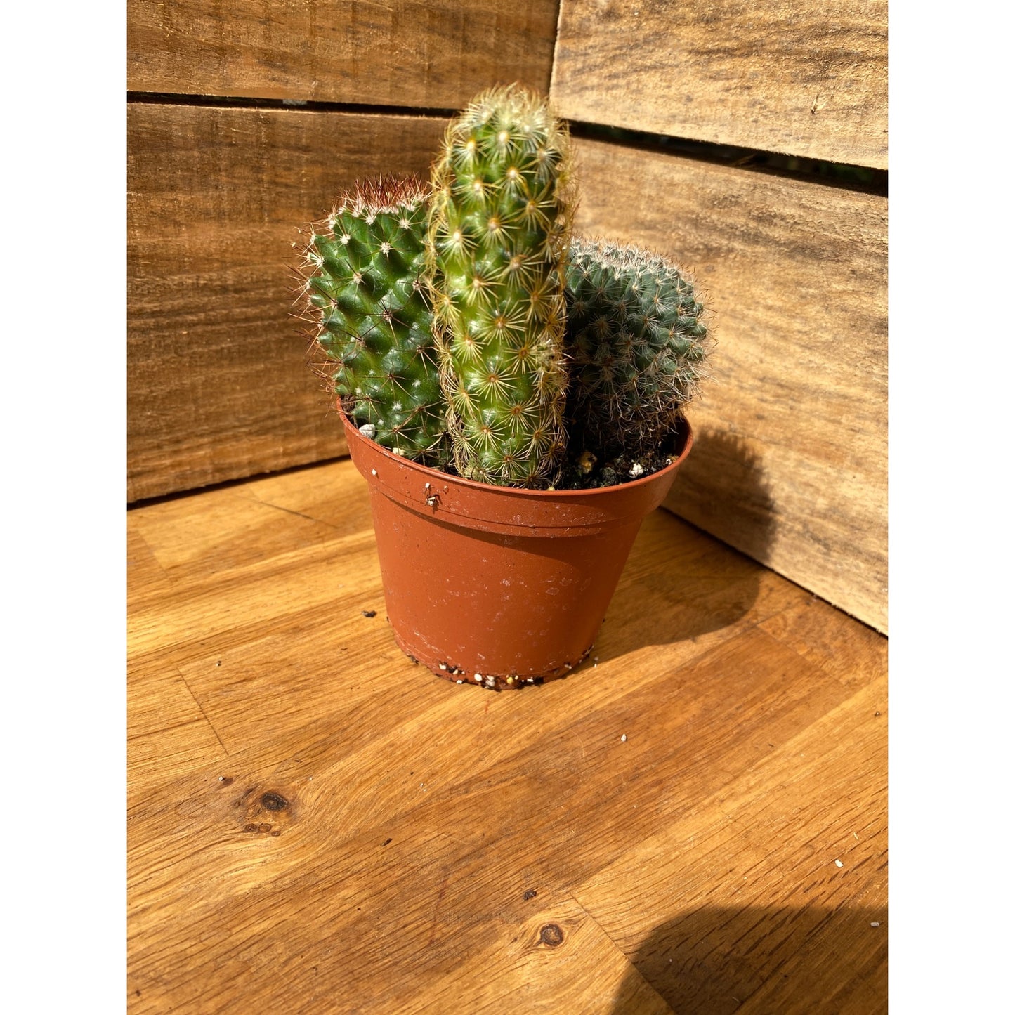 Cacti Cactus Combo #1 Three Cactus per 4" Pot Live Plants