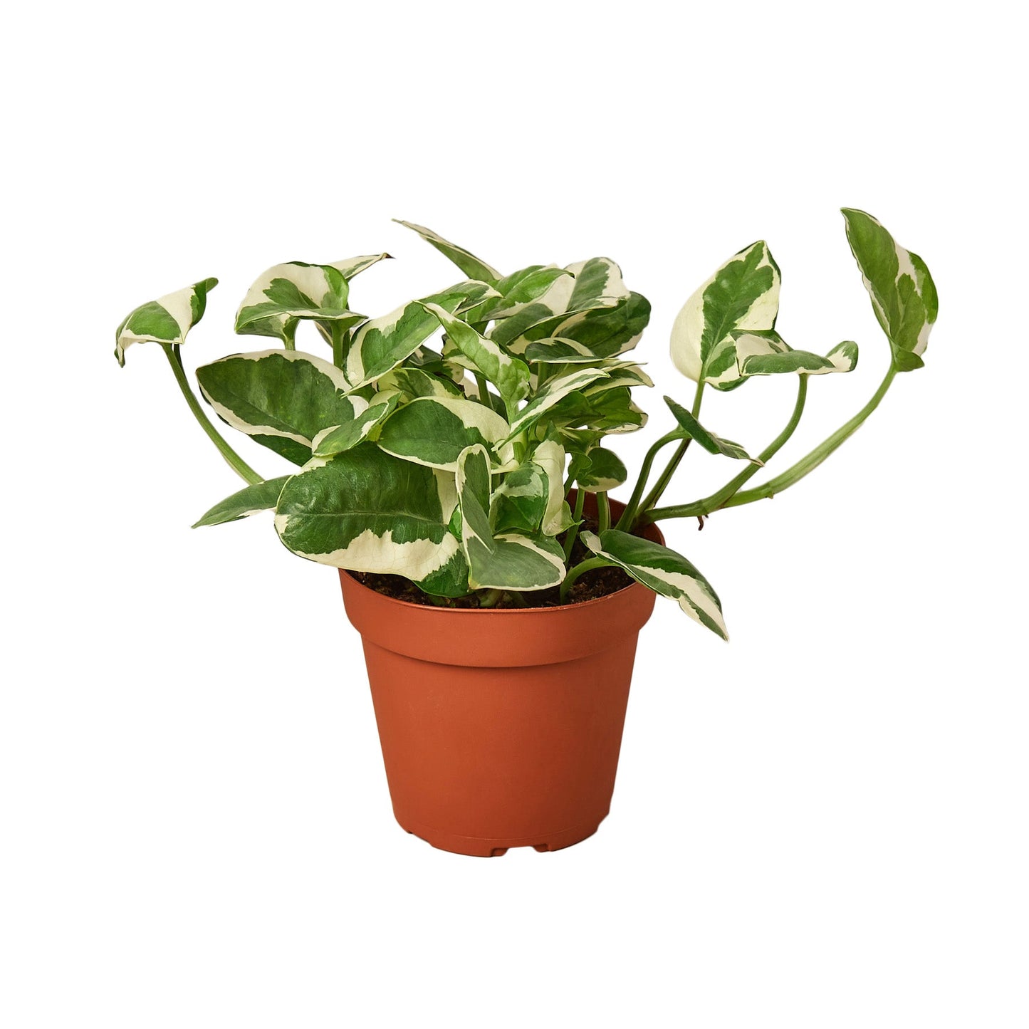 Pothos N'joy Epipremnum Aureum Devil's Ivy Live Plant Multiple Sizes Available