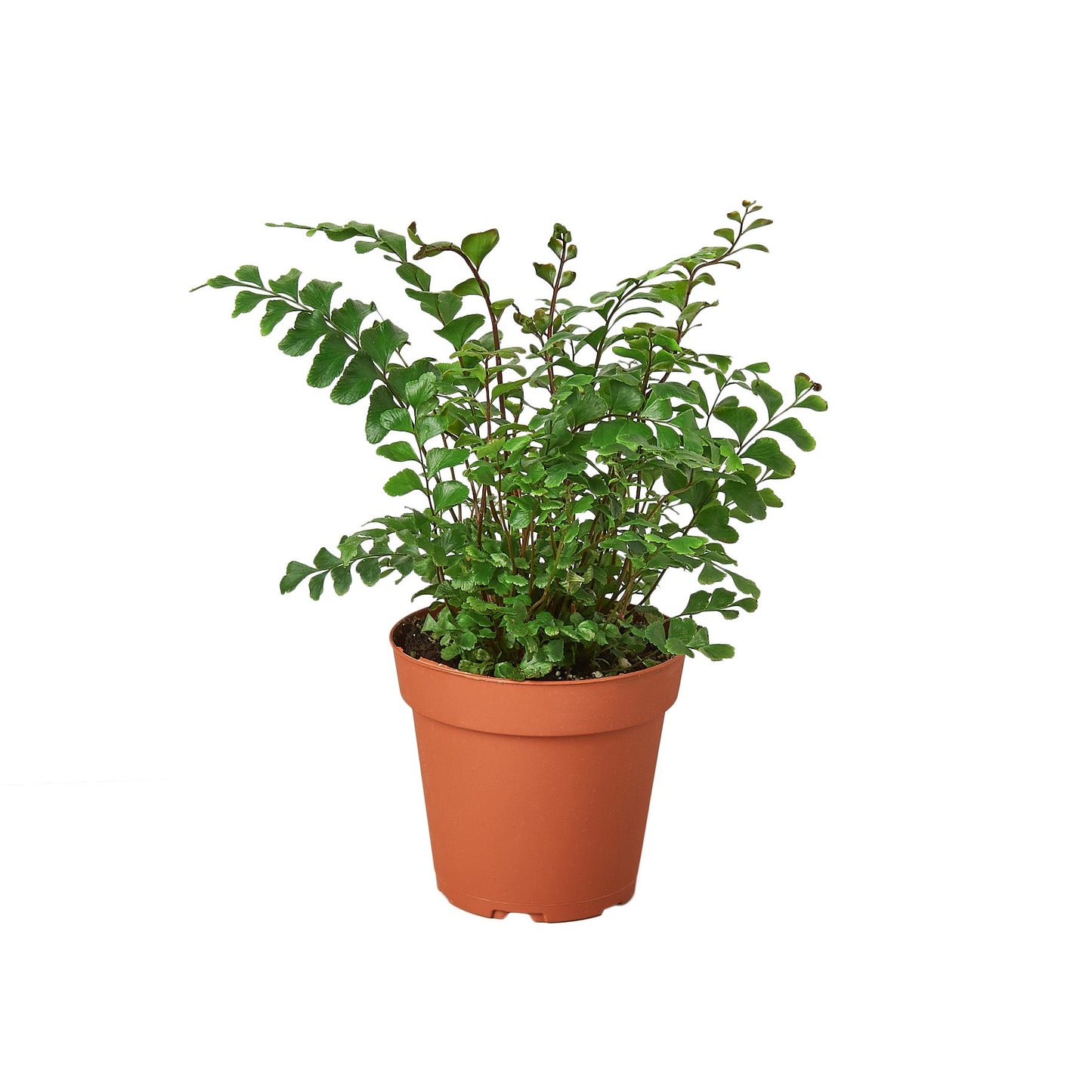 Fern Mahogany Maidenhair Didymochlaena truncatula 4" Pot Live Plant