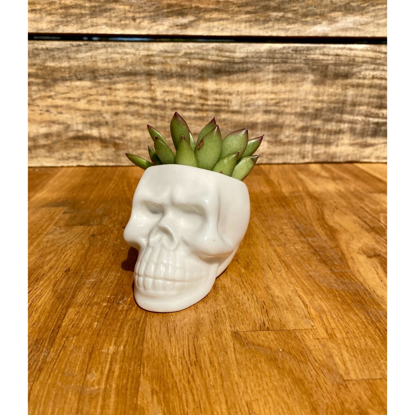 Small Skull with Potted 2" Succulent