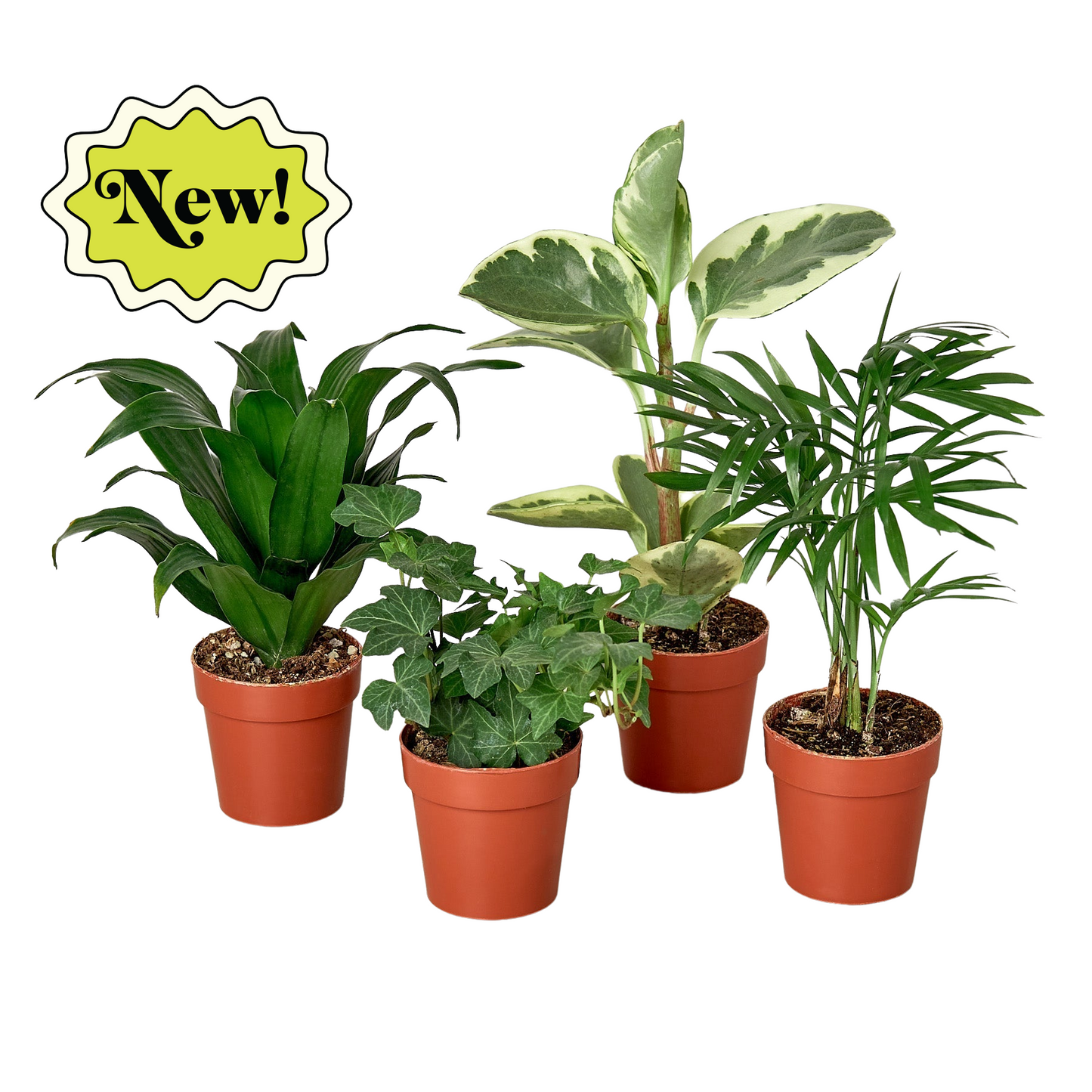 Tropical Plants Four Variety Bundle 3" Pot Live Plant