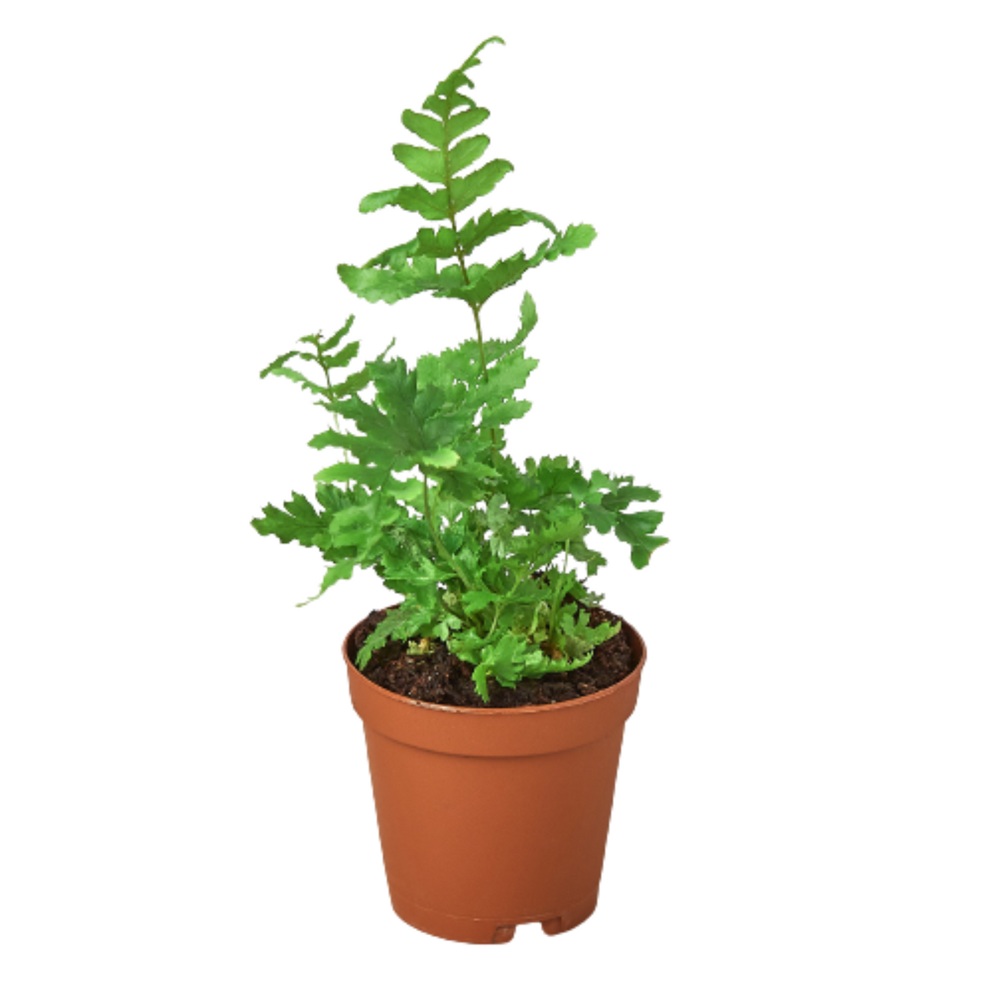 Fern Autumn, Japanese Wood Fern, Copper Shield Fern 4" Pot Live Plant