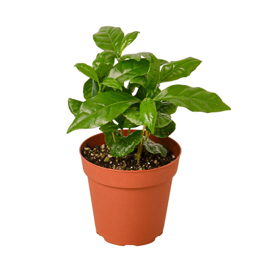 Arabica Coffee Mountain Coffee Live Plant